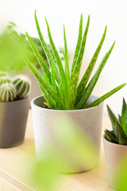 Yeşil bitkiler sulu aloe vera, gasteria duval, pilea depresisa