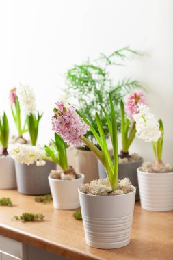 white pink hyacinth traditional winter christmas or spring flower