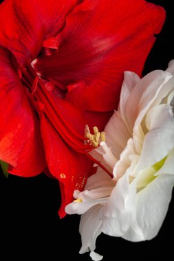 metaphor of love passion sex erotic couple, two amaryllis flowers touching each other