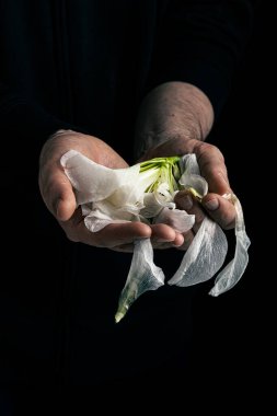 man's hand holding wilted flower, concept of melancholy sadness fatigue despair or depression