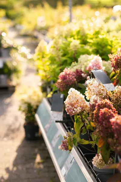 Hydrangea Flowers Sold Garden Center Stock Photo