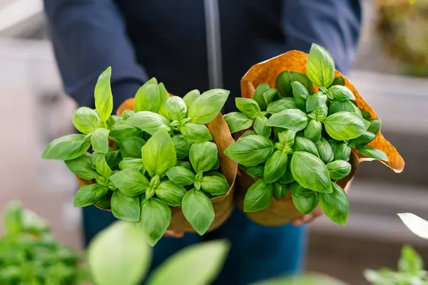 Man Customer Hand Choosing Basil Herb Planting Garden Center lizenzfreie Stockfotos