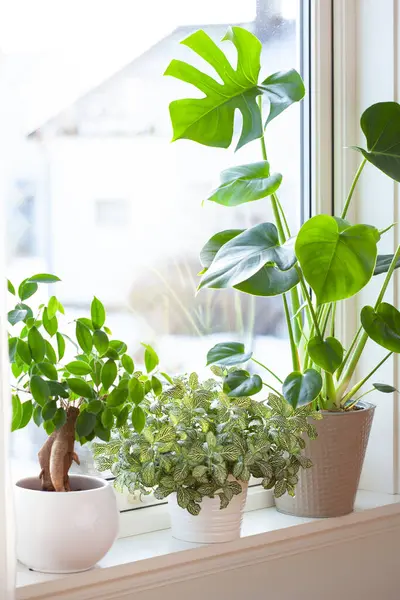 窗台上的白色花盆中的室内植物 如西兰花 金银花和金银花 免版税图库照片