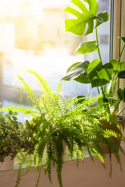Yeşil Bitkiler Fittonya Nephrolepis Beyaz Saksılarda Pencere Pervazında Canavarlar - Stok İmaj