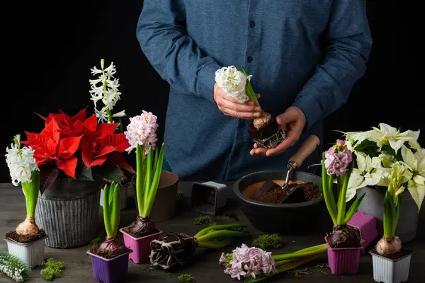 Man Gardener Planting Winter Spring Flowers Hyacinth Black Background Imagens Royalty-Free