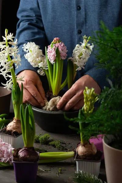 Чоловік Садівник Висаджує Зимові Або Весняні Квіти Гіацинт Чорному Тлі Ліцензійні Стокові Фото
