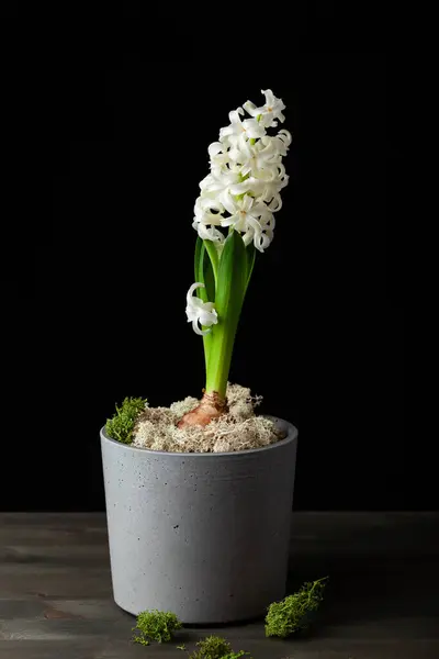 White Hyacinth Traditional Winter Christmas Spring Flower Black Background Fotografias De Stock Royalty-Free