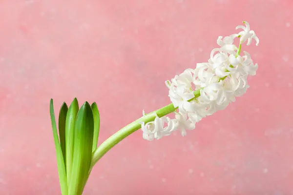 White Pink Hyacinth Traditional Winter Christmas Spring Flower Photo De Stock