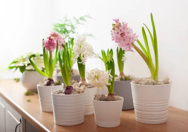 White Pink Hyacinth Traditional Winter Christmas Spring Flower Stock Obrázky