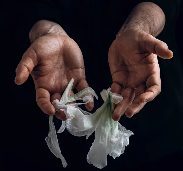 人的手牵着枯萎的花朵 绝望或抑郁的概念 图库图片