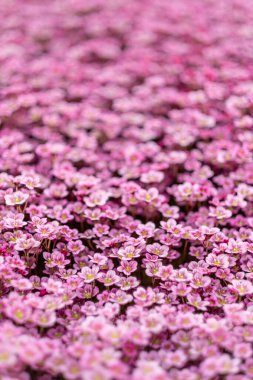 Saxifraga küçük alp pembe çiçekler zemin örtüsü arka plan