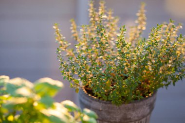 balkonda saksılimon merhem (melissa) ve kekik otu