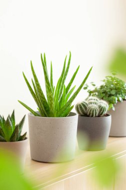 Yeşil bitkiler sulu aloe vera, gasteria duval, pilea depresisa