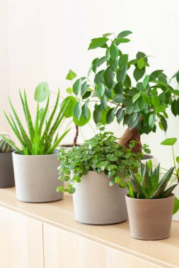 yeşil bitkiler kaktüs sulu aloe vera, pilea depresisa, gasteria duval, parodia warasii, ficus