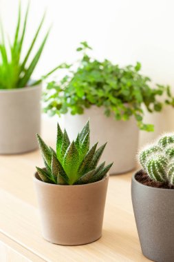 Yeşil bitkiler sulu aloe vera, gasteria duval, pilea depresisa