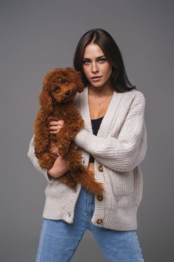 Charming girl in a white sweater holding her beloved brown toy poodle against a gray studio backdrop clipart