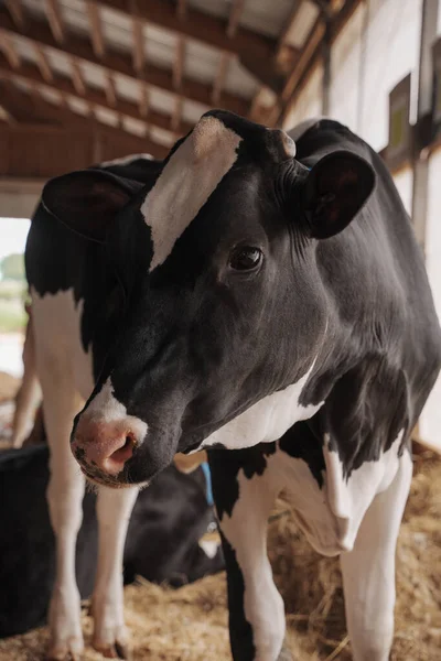 好奇心旺盛なホルシュタイン フリーシュタインの牛は 明るい農場の納屋の中のわら寝具の上に立っています — ストック写真