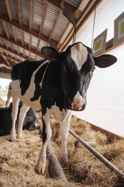 Een Nieuwsgierige Holstein Friese Koe Die Stro Een Goed Verlichte — Stockfoto