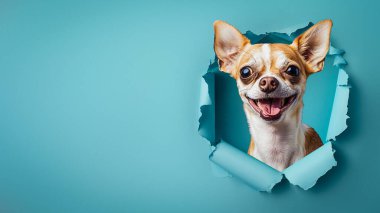 Gülümseyen bir Chihuahua, mavi arka planda canlı, yırtık bir delikten bakar.