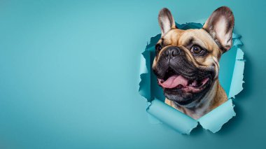 Neşeli bir Fransız bulldog geniş bir yelpazede sırıtır, mavi bir arka planda gözyaşları içinde, neşe ve neşe tasvir eder