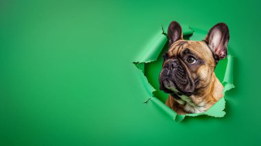 Tatlı bir Fawn Fransız Bulldog 'un büyüleyici görüntüsü yırtık yeşil bir kağıdın arka planına bakarak oyuncu tarafını gösteriyor.