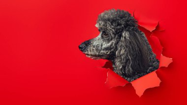 Elegant gray poodle's side profile emerges from a torn red paper background, exuding sophistication and charm clipart