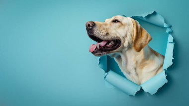 Dost canlısı sarı bir Labrador köpeği gök mavisi bir kağıttaki delikte belirir. Bu, sürprizi ya da yeni bir başlangıcı simgeler.