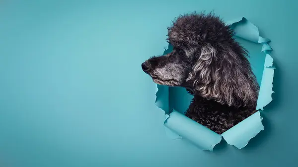 Poodle Negro Contemplativo Mira Lado Través Agujero Papel Azul Vibrante Imágenes de stock libres de derechos