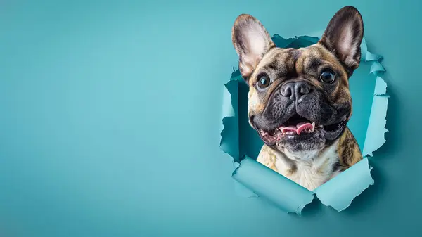 Bir Fransız Bulldog Unun Ilgi Çekici Bakışları Yırtık Mavi Bir Stok Resim