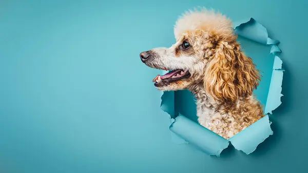 Apricot Poodle Appears Barking Smiling Ripped Blue Paper Background Creating Stock Image