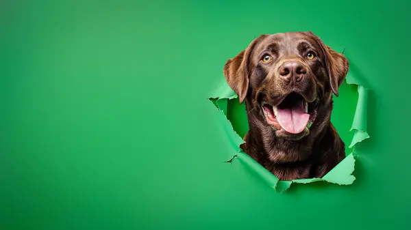 Opgewonden Labrador Barst Door Een Groenboek Barrière Met Een Vreugdevolle Stockafbeelding
