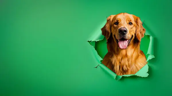 Image Visualizes Play Mystery Golden Retriever Body Emerges Torn Green Stock Picture