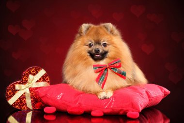 Pomeranya 'lı aşık Spitz kırmızı bir yastıkta yatıyor