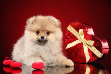 Kırmızı Sevgililer kalp ile mutlu Pomeranian Spitz köpek yavrusu. Bebek hayvan Tema