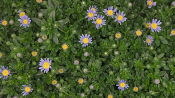 Czas Upadek Piękny Niebieski Felicia Kwiaty Otwarcie Felicia Kwiaty Lub — Wideo stockowe