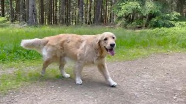 Yavru köpek Golden Retriever ormanda mutlu bir şekilde yürüyor, nefes nefese ve dili dışarı sarkmış..