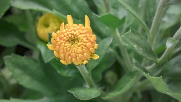 Czas Upadek Piękny Żółty Chryzantemy Kwiaty Otwarcia Kwiat Chryzantemy Kwitnie — Wideo stockowe