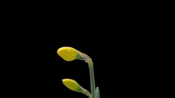 Time Lapse Цветущих Желтых Нарциссов Нарциссов Цветок Изолирован Черном Фоне — стоковое видео