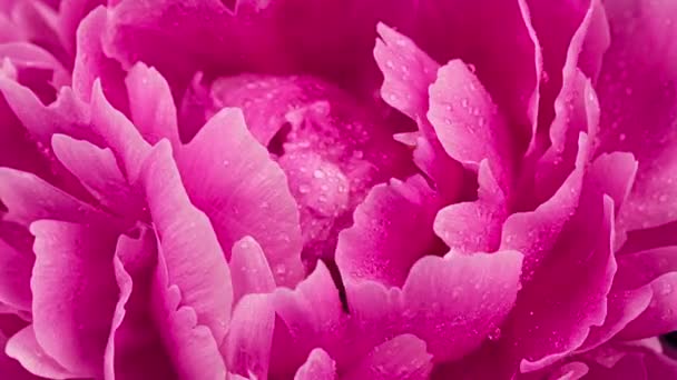 Time Lapse Blooming Pink Peony Flower Med Vanndråper Tidsforskyvning Våte – stockvideo