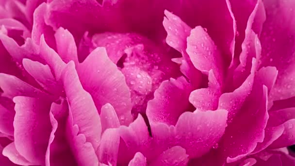 Time Lapse Van Bloeiende Roze Pioenroos Bloem Met Waterdruppels Timelapse — Stockvideo