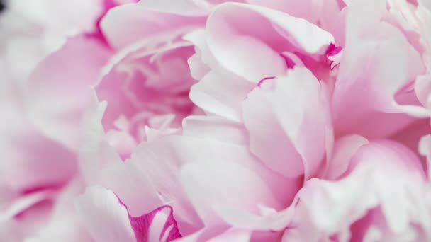 Time Lapse Blooming Pink Peony Flower Timelapse Peony Petals Close — Vídeos de Stock