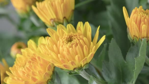4K時間美しい黄色の菊の花が開きます 菊の花 — ストック動画