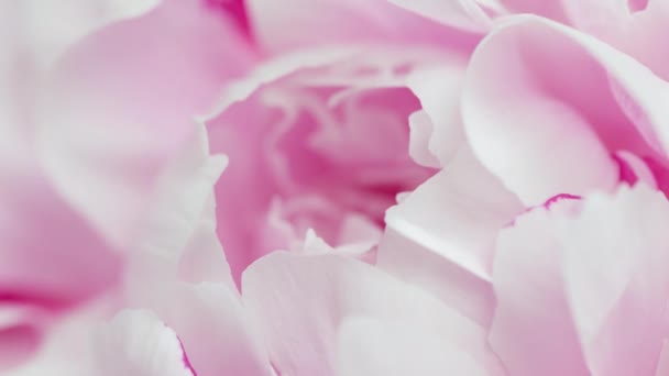 Time Lapse Blooming Pink Peony Flower Timelapse Peony Petals Close — Stock Video