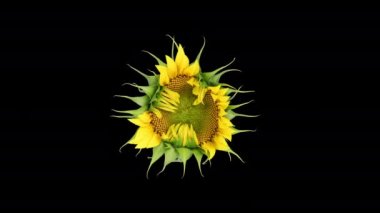 4K Zaman Hızı sarı Ayçiçeği Başı açılıyor, siyah arkaplanda izole edilmiş. Güzel ayçiçeğinin zaman atlaması.