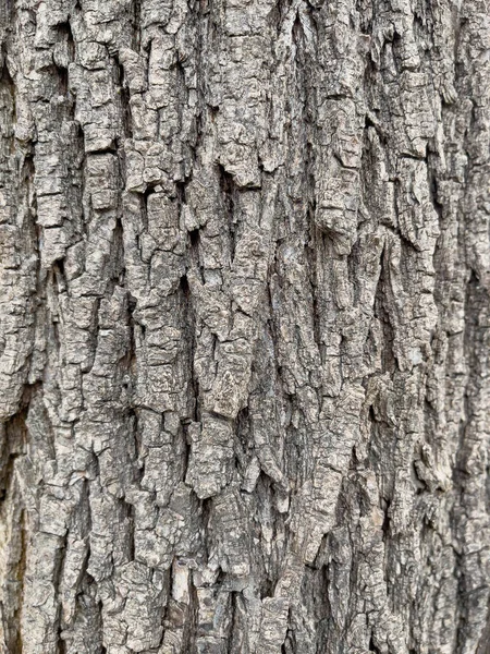나무껍질에 원시림 — 스톡 사진