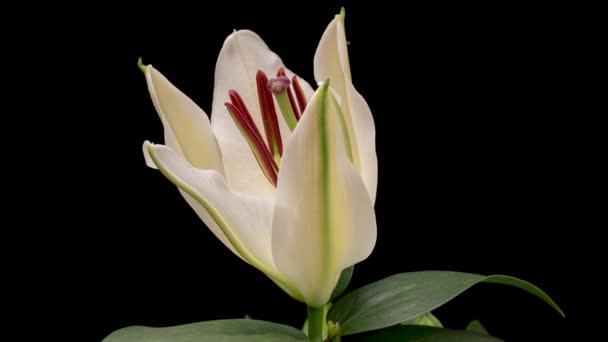 Time Upadek Kwitnącego Białego Kwiatu Lilii Odizolowanego Czarnym Tle Time — Wideo stockowe