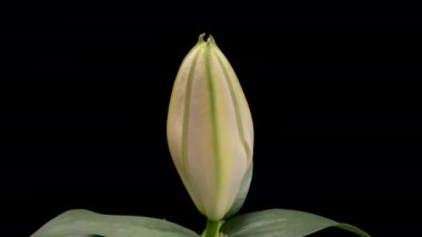 Siyah arka planda izole edilmiş beyaz zambak çiçeğinin 4K Zaman Hızı. Güzel Lily 'nin çiçek tomurcuğunun açılışı, yakın çekim.