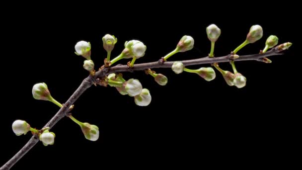 Czas Upływa Kwitnące Białe Kwiaty Śliwki Wiśniowej Gałęzi Drzewa Odizolowane — Wideo stockowe