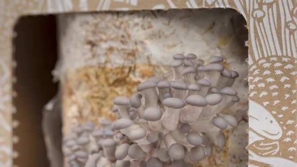 Time Lapse Oyster Mushrooms Growing Close Healthy Eco Food Edible — Stockvideo