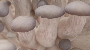Time Lapse of Oyster mushrooms growing - close-up. Healthy ECO food. Edible mushroom grow on Bio farm. Food production business.